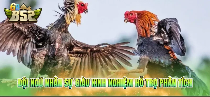 Đá Gà Trực Tiếp Hôm Nay B52CLUB Dễ Dàng Theo Dõi Mỗi Ngày 2 Đội ngũ nhân sự giàu kinh nghiệm hỗ trợ phân tích